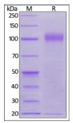 Rhesus macaque Siglec-2 on SDS-PAGE under reducing (R) condition. The gel was stained overnight with Coomassie Blue. The purity of the protein is greater than 95%.